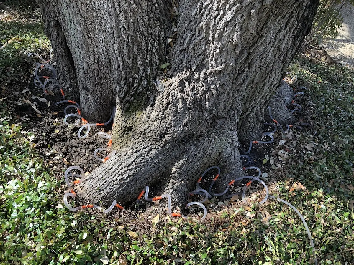 Detailed Tree Cabling and Bracing job site in Johnston City