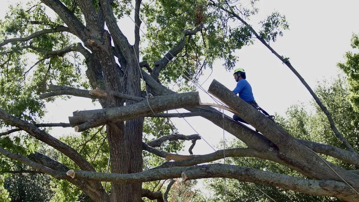 Professional Crown Thinning performed by certified arborists in Johnston City