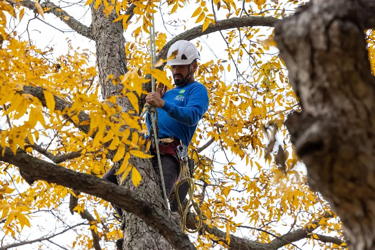 Skilled Storm Damage Cleanup crew working in Johnston City
